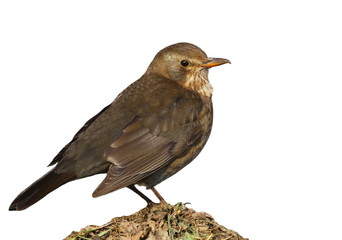 Eurasian Blackbird isolated on white, Turdus merula