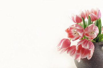 tulpen textfreiraum