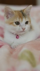 Fototapeta premium かわいい子猫
