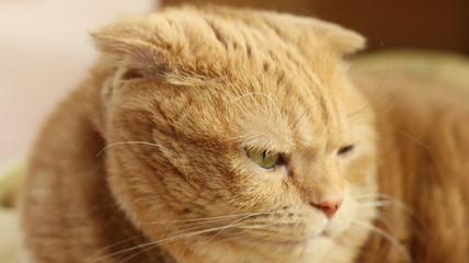 右向きの猫の顔