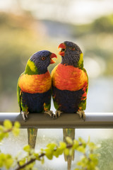 Vibrantly coloured Rainbow Lorikeets photographed against a blurred background - Sunshine Coast, Queensland, Australia