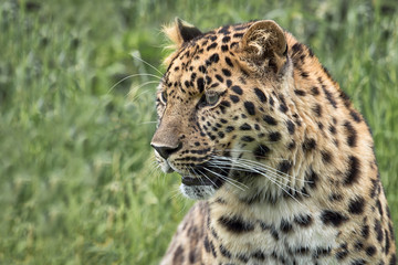 Close Profile portrait of a leopard looking slightly to the left. Detailed fur and whiskers