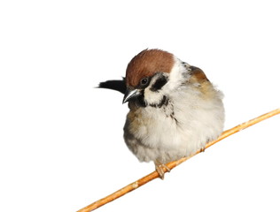 tree sparrow isolated on white, passer montanus