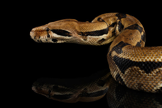 Attack Boa constrictor snake imperator color, on isolated black background