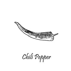Detailed hand drawn black vector illustration of hot chili pepper isolated on white
