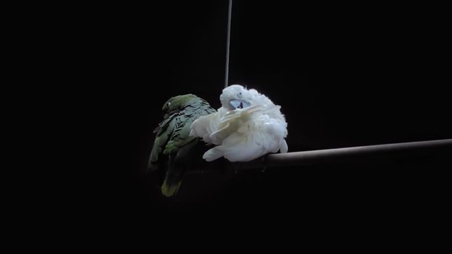 In the zoo beautiful white cockatoo parrot sitting on a perch and cleans its feathers on a black background. His beautiful girlfriend sitting next. 