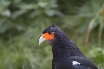 Caracara montagnard