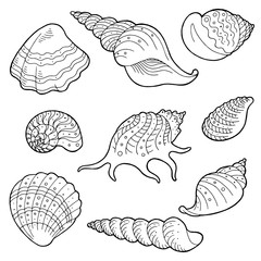 Shell set graphic black white sketch illustration vector
