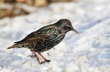 Common Starling on snow, Sturnus vulgaris