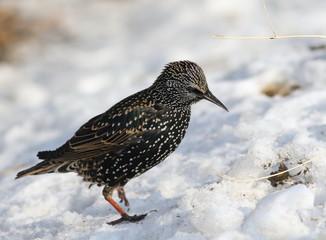 Common Starling on snow, Sturnus vulgaris