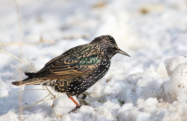Common Starling on snow, Sturnus vulgaris