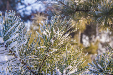 Ветки сосны запорошенные снегом  © ponhinelo