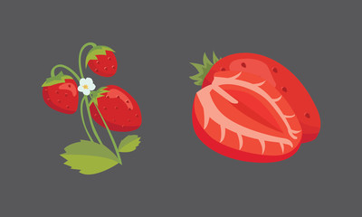 Strawberry isolated vector illustration set