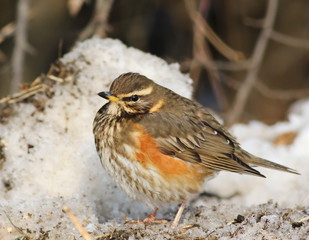 Redwing, song thrush, Turdus iliacus