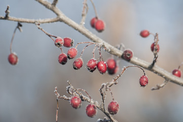 Fototapeta na wymiar Плоды шиповника на кусте зимой