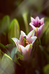 Detail of pink and white oriental lilies in sunlight.