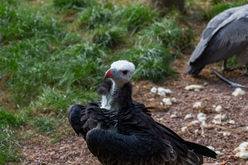Vautour à tête blanche