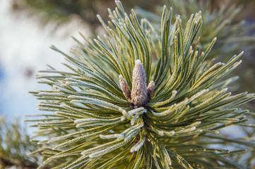 Пушистая ветвь сосны запорошенная снегом © ponhinelo