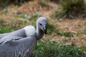Vautour africain