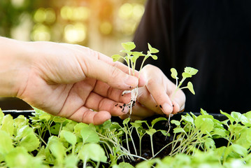 Hand harvesting green plant.