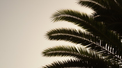 Palmenwedel vor Himmel