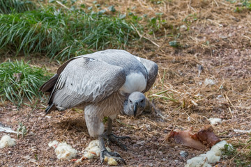 Vautour africain