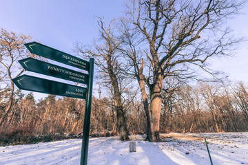 Old oaks in Rogalin, at Wielkopolski National Park, Poland