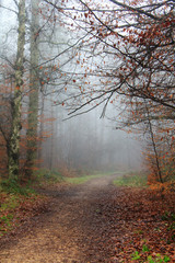 English woodland on a foggy misty morning