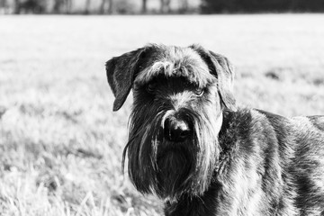 close up schnauzer dog in the countryside