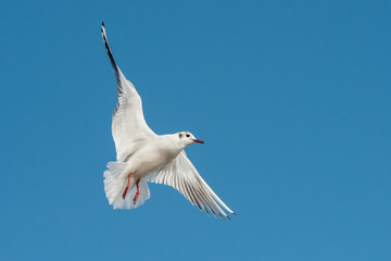 Black-headed Gull, Chroicocephalus ridibundus