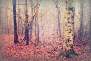 English woodland on a foggy misty morning