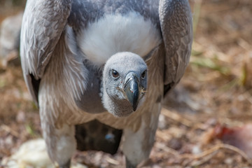 Vautour africain