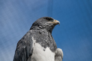 Aigle bleu du Chili