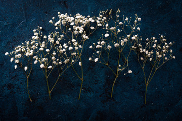 Gypsophila ,Baby's-breath flowers, light, airy masses of small white flowers. Spring concept