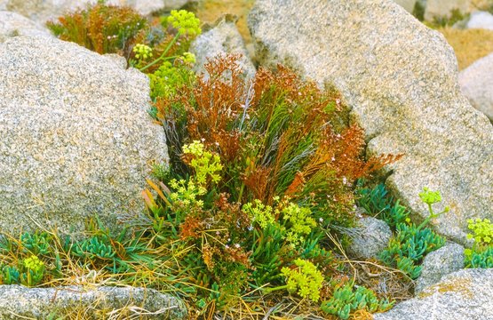 Salzliebende Pflanzen, Salzpflanzen, Halophyten Sukkulenten an der K&uuml;ste zwischen Granit-Felsen, Pointe de Campomoro, Landspitze Campo Moro, Corse-du-Sud, Korsika, Frankreich, Europa