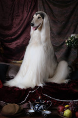 White Afghan hound dog indoors