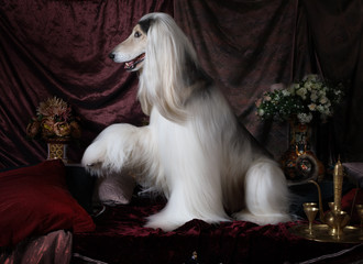 Beautiful Afghan hound dog