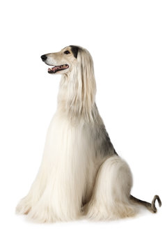 Thoroughbred Afghan hound