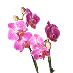 Orchid flower close-up