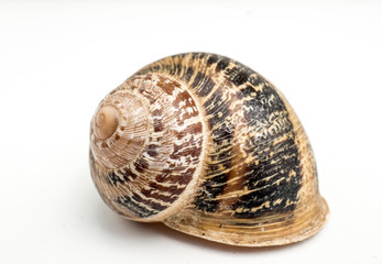 Land snail side view. An isolated snail shell over a white background spiral natural design, brown beige colors.