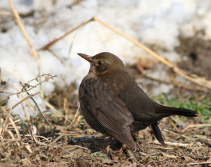 Eurasian Blackbird, Turdus merula
