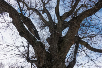 Tree branches and snow in winter