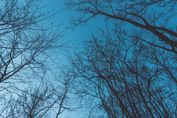 Tree branches silhouettes on blue sky