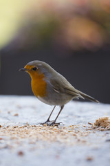 European robin (Erithacus rubecula) feeding on seeds