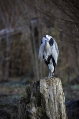 Gray heron (Ardea cinerea) resting on tree stump