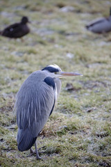 Grey heron (Ardea cinerea) resting in meadow