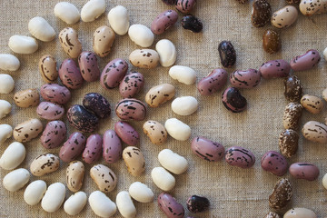 beans of different varieties
