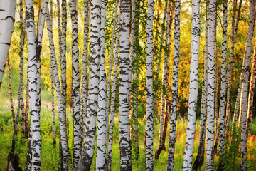 summer in sunny birch forest - 135035823