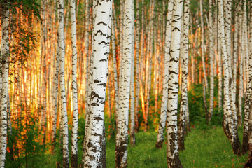 summer in sunny birch forest