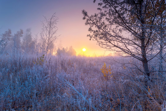 November sunrise with hoarfrost on plants. Frosted autumn landscape at dawn.
